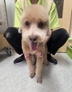 くりおくんのトリミング写真