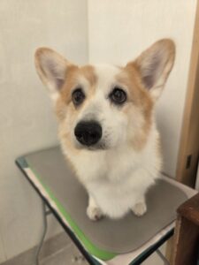 ココアちゃんのトリミング写真