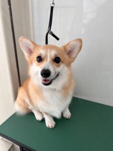 cocoa(ココア)ちゃんのトリミング写真