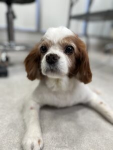 ココくんのトリミング写真