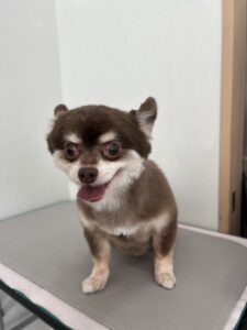 琥珀(こはく)くんのトリミング写真