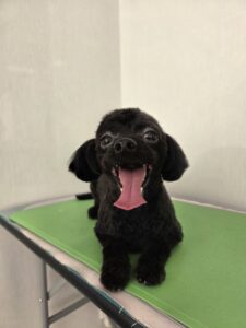 コロくんのトリミング写真