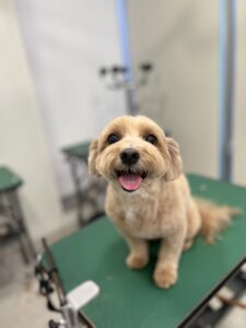 コロくんのトリミング写真