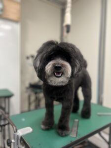 ころんくんのトリミング写真