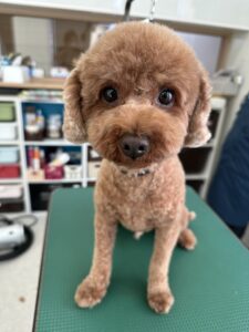 ごまみくんのトリミング写真