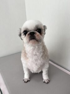 さくらちゃんのトリミング写真