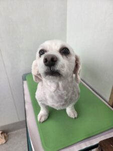 駿介（しゅんすけ）くんのトリミング写真