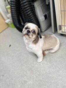 スイちゃんのトリミング写真