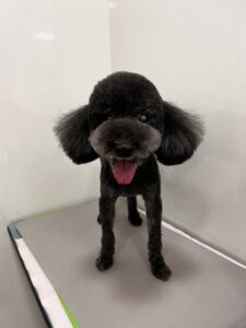 ぜうすくんのトリミング写真