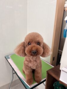 茶々丸(ちゃちゃまる)くんのトリミング写真