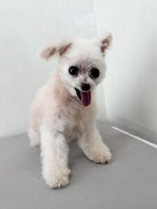 ちゅらちゃんのトリミング写真