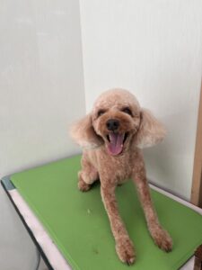 チョコンくんのトリミング写真