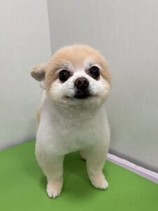 チロくんのトリミング写真
