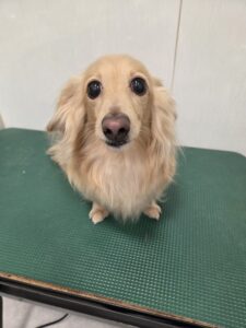 てんくんのトリミング写真