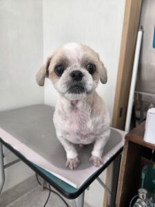 なな男(お)くんのトリミング写真