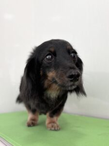 9月17日のわんこたちの写真