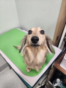 のあちゃんのトリミング写真