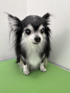ハチちゃんのトリミング写真