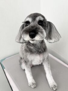 はなちゃんのトリミング写真
