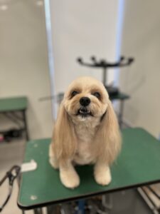 ハニーちゃんのトリミング写真