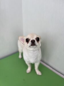 陽 (はる)くんのトリミング写真