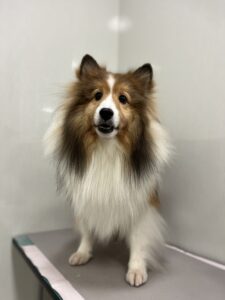 ヒカちゃんのトリミング写真