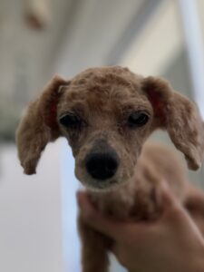 ベルちゃんのトリミング写真