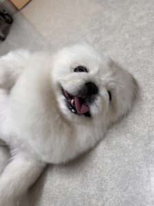 ペキコちゃんのトリミング写真