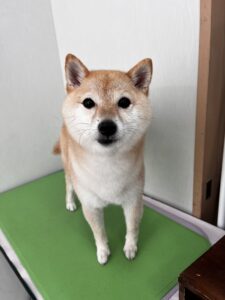 ぽん子ちゃんのトリミング写真
