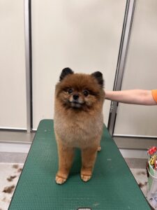 ポムくんのトリミング写真