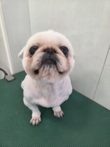 ミルキーちゃんのトリミング写真