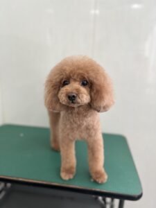むぎちゃんのトリミング写真