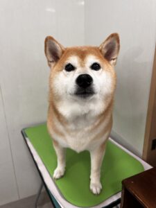 むぎちゃんのトリミング写真