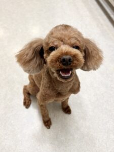 メイちゃんのトリミング写真