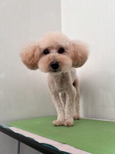 モカくんのトリミング写真