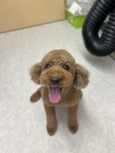 もこくんのトリミング写真