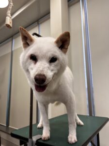 ゆずちゃんのトリミング写真