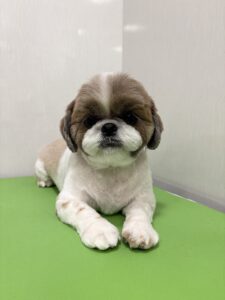 ゆずちゃんのトリミング写真
