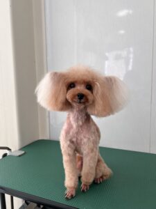 ライくんのトリミング写真