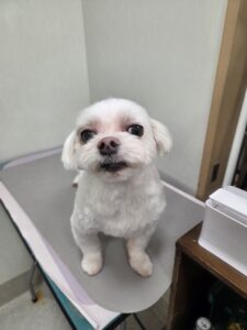 ライくんのトリミング写真