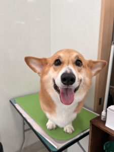 ラルフくんのトリミング写真
