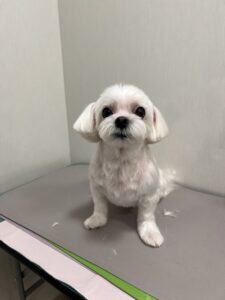 ルナちゃんのトリミング写真