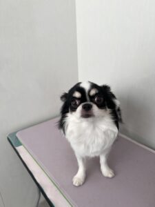 レオくんのトリミング写真
