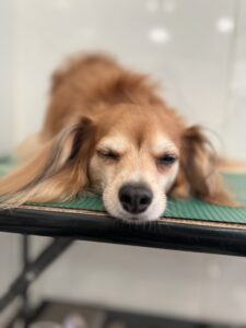レンくんのトリミング写真