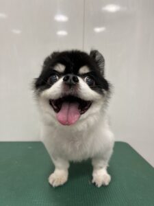 ココくんのトリミング写真