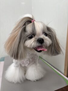 ココちゃんのトリミング写真
