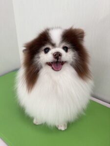 ココアちゃんのトリミング写真