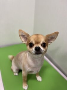 コリキくんのトリミング写真