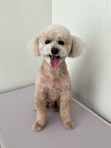 コロくんのトリミング写真