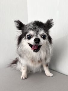 サニーちゃんのトリミング写真